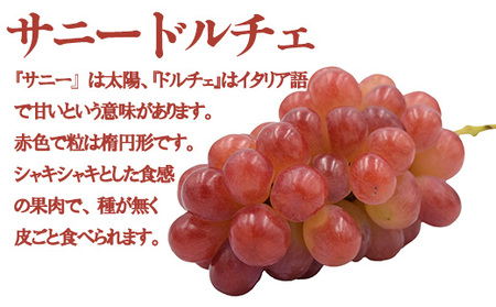 【数量限定】【2026年発送分 先行予約】【２回食べ比べ定期便・別送】シャインマスカット（２房）+サニードルチェ（２房）食べ比べ定期便（２回発送）　シャイン シャインマスカット フルーツ 果物 くだもの 山梨 やまなし サニードルチェ 食べ比べ 定期便
