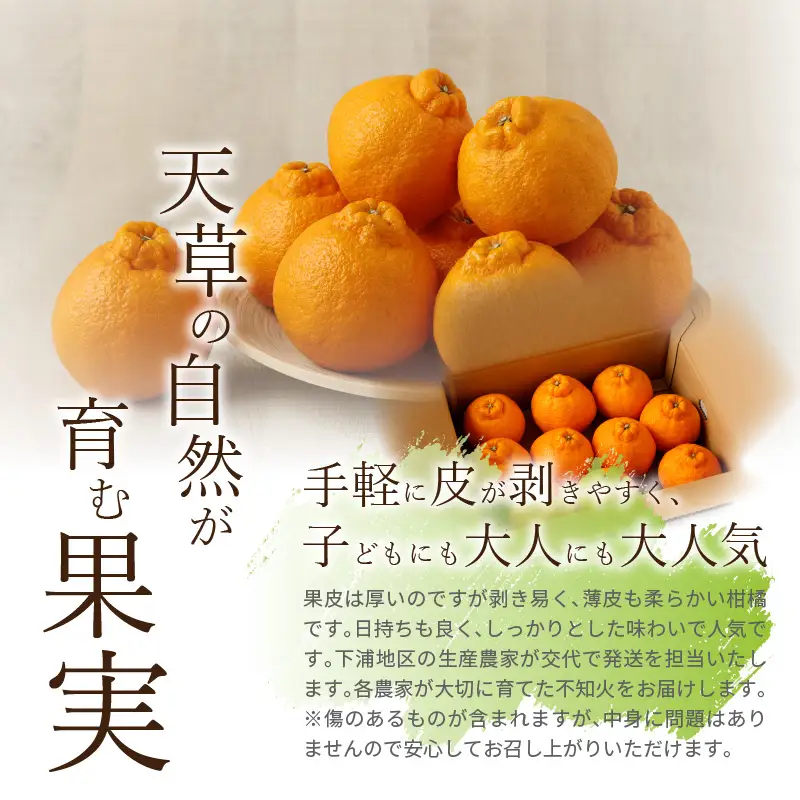 S040-011A_農家の手摘み不知火 約5kg 家庭用〈先行受付〉 / 柑橘 不知火 約 5kg 果物 フルーツ 農家 手摘み 家庭用 大小ミックス サイズ 日持ちが良い しっかりとした味わい 果実 皮が剥きやすい 薄皮 柔らかい みかん 食品 食べ物 熊本県 天草市 お取り寄せ お取り寄せフルーツ 送料無料