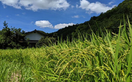 味噌 熟成生みそ（大）900g×3個[AIEG007] 味噌