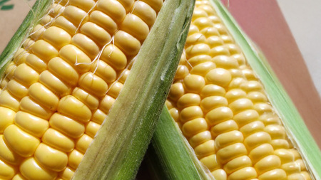 桜川市産 とうもろこし 品種おまかせ 約4kg ( 11～13本 ) [FJ001sa]	