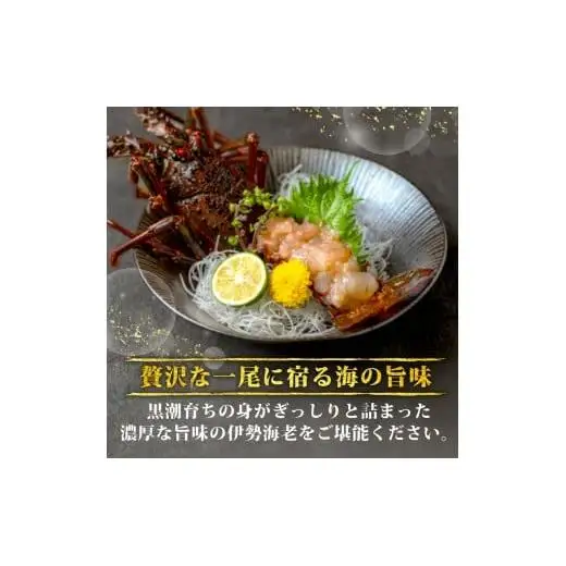 【 伊勢海老 】 伊勢海老1.5kg