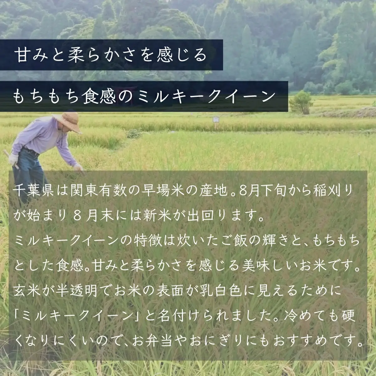 令和7年産 千葉県産「ミルキークイーン」5kg / お米 5キロ 千葉県産 大網白里市 ミルキークイーン 米 精米 こめ A050