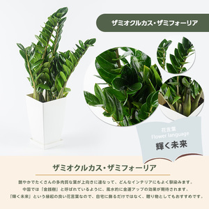 2026年4月上旬～発送【観葉植物】ザミオクルカス・ザミフォーリア 55cm～75cm(JAいぶすき/IB165-015) 観葉植物 植物 グリーン 鉢 おしゃれ 大型 インテリア 室内 開店祝い 新築祝い 引越し祝い オフィス ギフト マイナスイオン  観葉植物 ※北海道・沖縄・離島配送不可
