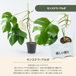 2026年4月上旬～発送【観葉植物】モンステラ・アルボ 40cm～60cm(JAいぶすき/IB165-017) 観葉植物 植物 グリーン 鉢 おしゃれ 大型 インテリア 室内 開店祝い 新築祝い 引越し祝い オフィス ギフト マイナスイオン モンステラ 斑入り  観葉植物 ※北海道・沖縄・離島配送不可