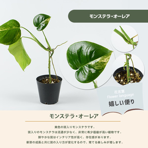 2026年4月上旬～発送【観葉植物】モンステラ・オーレア 40cm～60cm(JAいぶすき/IB165-018) 観葉植物 植物 グリーン 鉢 おしゃれ 大型 インテリア 室内 開店祝い 新築祝い 引越し祝い オフィス ギフト マイナスイオン モンステラ 斑入り  観葉植物 ※北海道・沖縄・離島配送不可
