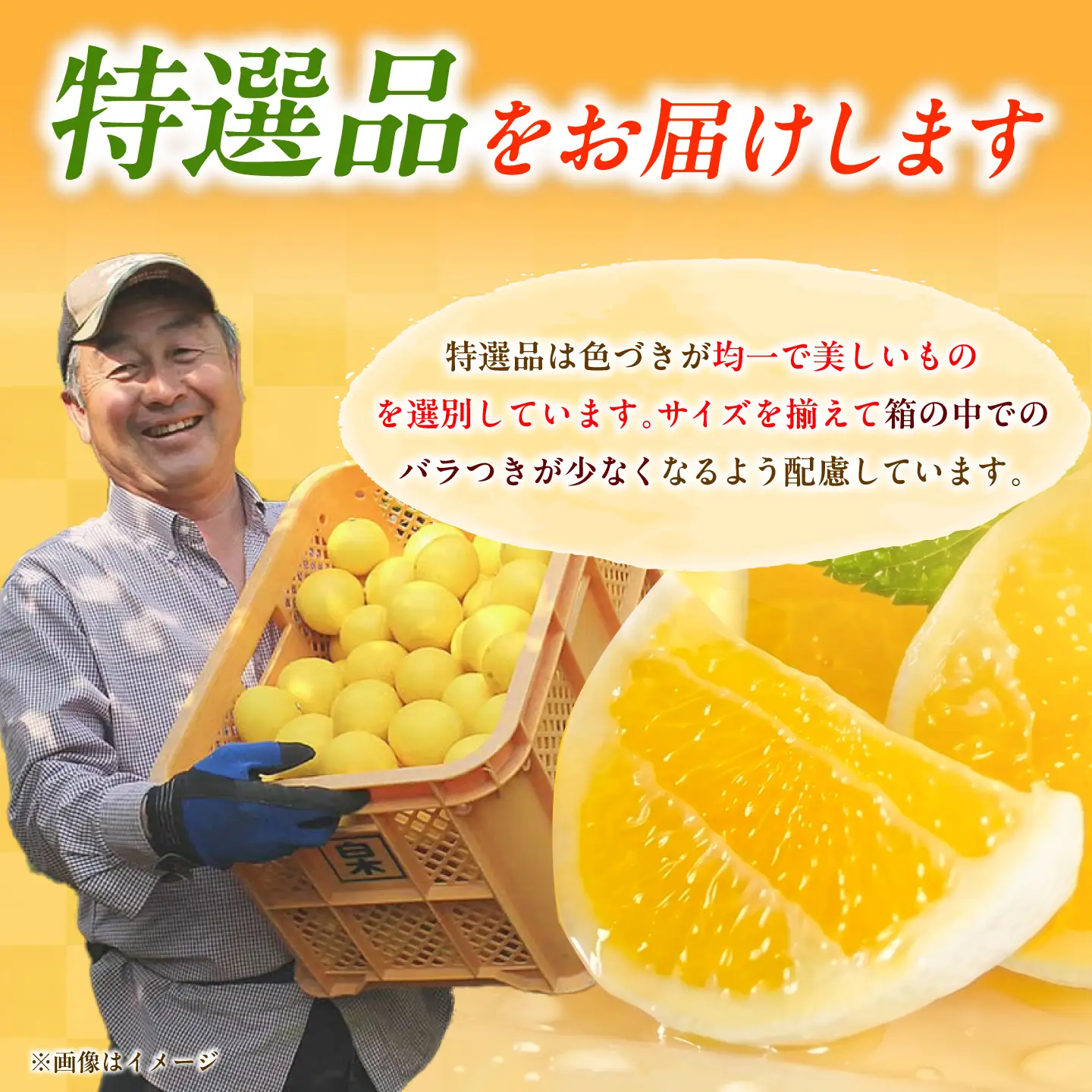 【先行予約】＜果樹園直送＞土佐小夏 特選品贈答用 約5kg 5キロ〈2026年5月下旬?6月下旬頃発送〉  / こなつ 小夏 日向夏 ニューサマーオレンジ 柑橘 かんきつ 柑橘類 フルーツ 果物 くだもの 果実 デザート おやつ【白木果樹園】 [BQAI028]