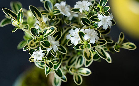 【鉢皿色・藍色】 白鳥花 ハクチョウゲ 盆栽 植物 石木花 sw-bohkx380 ※沖縄・離島への配送不可