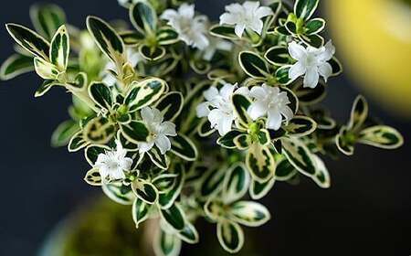 【鉢皿色・若草】 白鳥花 ハクチョウゲ 盆栽 植物 石木花 sw-bohkx380 ※沖縄・離島への配送不可
