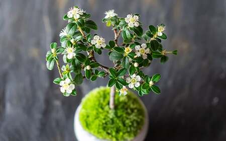 【鉢皿色・若草】 カマツカコケモモ  鎌柄苔桃 盆栽 植物 石木花 sw-bokmx380 ※沖縄・離島への配送不可