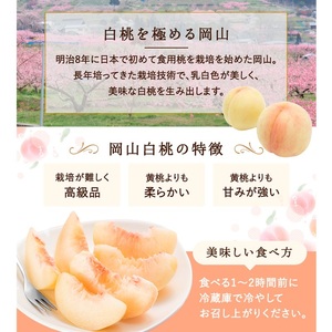 桃 2026年 先行予約 岡山白桃 6～8玉 約1.5kg 化粧箱入り 岡山県 赤磐市産 果物 フルーツ 白桃 もも モモ
