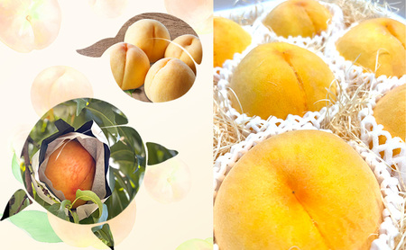 桃 【 訳あり 2級品 】 2026年 先行予約  黄金桃 約1.5kg(5～7玉入り) MIKI’S ORCHARD もも モモ 果物 フルーツ 岡山 赤磐市