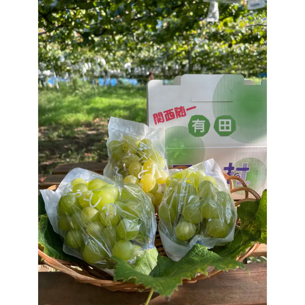 ［先行予約］和歌山 有田産 マスカットオブアレキサンドリア 約1kg 2～3房 ［2026年8月下旬より順次発送予定］