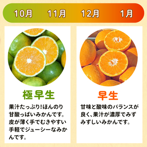 【2026年10月中旬～発送】 ゆら早生みかん 3.5kg ※先行受付【tmkn_005】