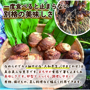 【先行予約】 さといも 1.2kg｜ 里芋 里いも さといも tsuguchan007_01