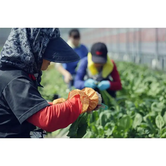 旬の土佐野菜セット 無農薬生姜100g付き 12回定期便 野菜