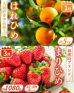 【フルーツ定期便・全9回】品質に自信あり！くしがきの里から直送　人気の果物を贅沢に楽しめる♪  / 定期便 桃 もも みかん 柑橘 シャインマスカット ぶどう 柿 キウイ マスカット いちご 不知火 はれひめ イチゴ 苺 果物 フルーツ 9回【BK-kgr040】