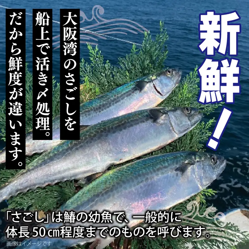 さごしフィレ 合計1kg以上 