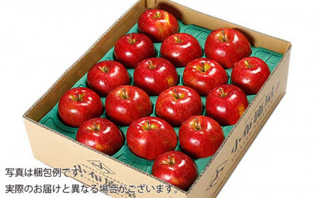 先行受付 シナノスイート 約5kg 10～18玉 ［小布施屋］令和8年産【2026年10月中旬～11月発送】［A-207］