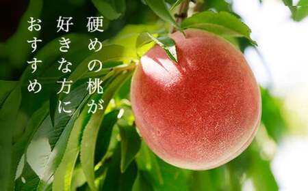川中島白鳳 約3kg 7～12玉 ［おぶせファーマーズ］【2026年7月下旬～8月中旬発送】果物 フルーツ 桃 もも モモ クール便 冷蔵便 長野県産 信州産  令和8年産［F-14］