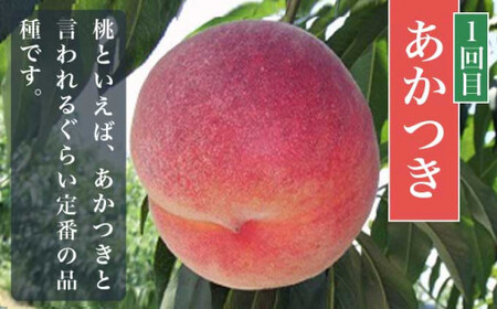 【3回定期便】小布施屋の 桃食べ比べ定期便 約1.8kg×3回 ［小布施屋］令和8年産【2026年7月末～9月上旬発送】[B-502]