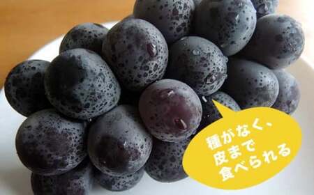 ナガノパープル 約1.3kg 2～3房 ［小布施屋］ 果物 フルーツ ぶどう 葡萄 令和8年産【2026年9月上旬～10月上旬発送】[B-5]