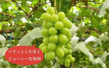 高級ぶどう味比べ詰合せ ナガノパープル ＆ シャインマスカット 約2kg 3～4房 ［小布施屋］ 果物 フルーツ ぶどう 葡萄 詰め合わせ セット 食べ比べ 令和8年産【2026年9月中旬～10月発送】［C-1］