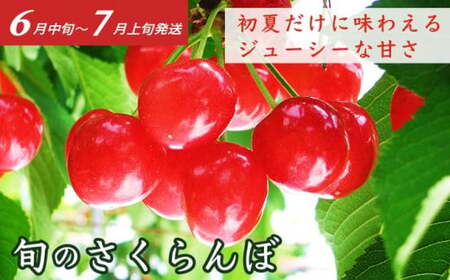 ［4回定期便］ 信州フルーツ4回コース ［小布施屋］ 定期便 先行予約 フルーツ 数量限定 さくらんぼ 白桃 ネクタリン シャインマスカット ぶどう クール便 冷蔵 お楽しみ 長野県産 信州産 令和8年産 【2026年6月中旬～11月発送】[E-2]