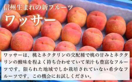 ワッサー 約3kg 7～12玉 ［おぶせファーマーズ］果物 フルーツ クール便 冷蔵便 長野県産 信州産 令和8年産【2026年8月上旬～下旬発送】［F-39］