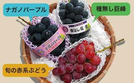 長野県産 旬のぶどう3種セット 種無し巨峰 ナガノパープル 赤系ぶどう 各1房 約1.5kg ［おぶせファーマーズ］ 詰め合わせ 詰合せ 食べ比べ 果物 フルーツ ぶどう 葡萄 クール便 冷蔵便 令和8年産 【2026年9月中旬～10月上旬発送】 ［F-531］