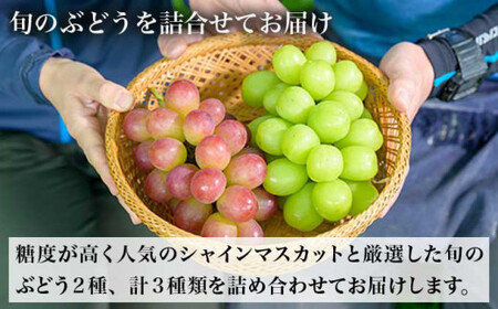 ぶどう 3種詰合せ 旬のぶどうの宝石箱 約1.5kg 3房 ［おぶせファーマーズ］ 果物 フルーツ くだもの ぶどう 葡萄 ブドウ クール便 冷蔵便 令和8年産 【2026年9月中旬～10月下旬発送】 ［F-546］