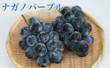 ［3回定期便］ 高級ぶどう食べ比べ定期便 約1kg × 3回 合計約3kg ［小布施屋］ フルーツ 果物 くだもの ぶどう 葡萄 ブドウ クール便 冷蔵 お楽しみ ナガノパープル クイーンルージュ_ シャインマスカット 令和8年産 【2026年9月上旬～11月上旬発送】［J-7］