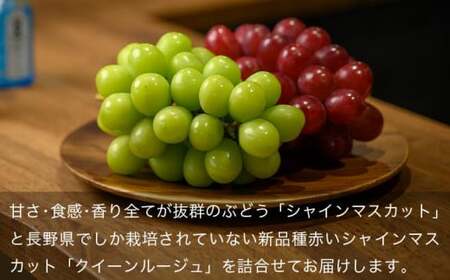 クイーンルージュ_ ＆シャインマスカット 詰合せ 各1房 約1kg ［おぶせファーマーズ］ 果物 フルーツ くだもの ぶどう 葡萄 ブドウ クール便 冷蔵便 令和8年産 【2026年9月下旬～10月下旬発送】  ［F-541］