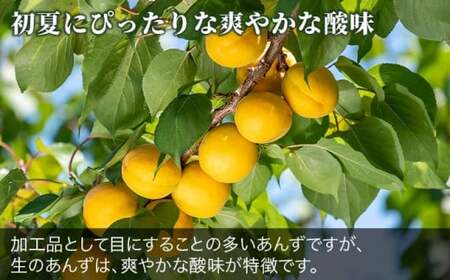 旬の生あんず 小玉 約1.4kg 700gパック×2 [おぶせファーマーズ] 数量限定 期間限定 杏アンズ 果物 フルーツ 長野県産 信州産 令和8年産【2026年6月下旬～発送】［F-45］