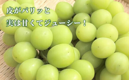 先行予約 シャインマスカット 約1.2kg ［JAながの］ 令和8年産 【2026年9月下旬より発送】［B-301］