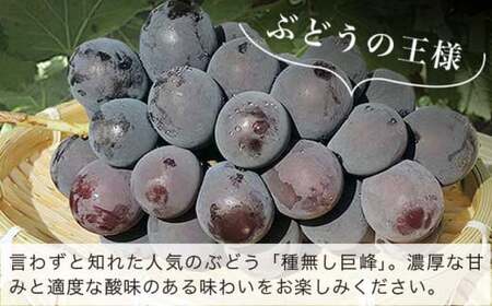 種無し巨峰 約1.8kg 3～6房 ［おぶせファーマーズ］ 果物 フルーツ ぶどう ブドウ 葡萄 冷蔵便 クール便 長野県産 信州産 令和8年産 【2026年9月上旬～10月中旬発送】 ［F-25］