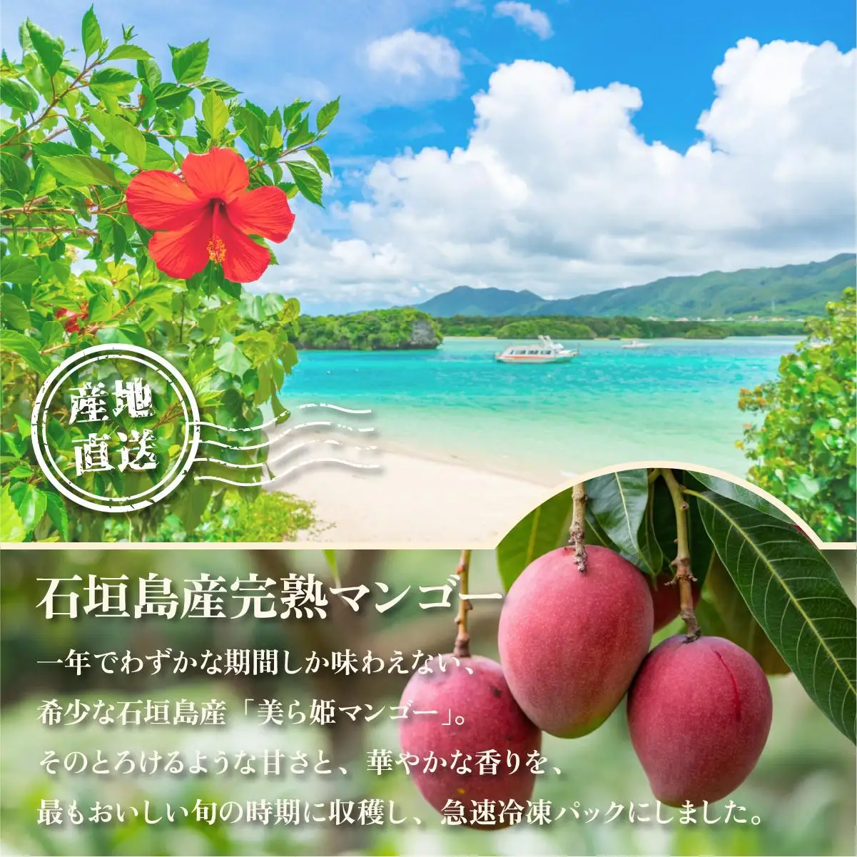 冷凍美ら姫マンゴー 1kg（500g×2袋）CB-3