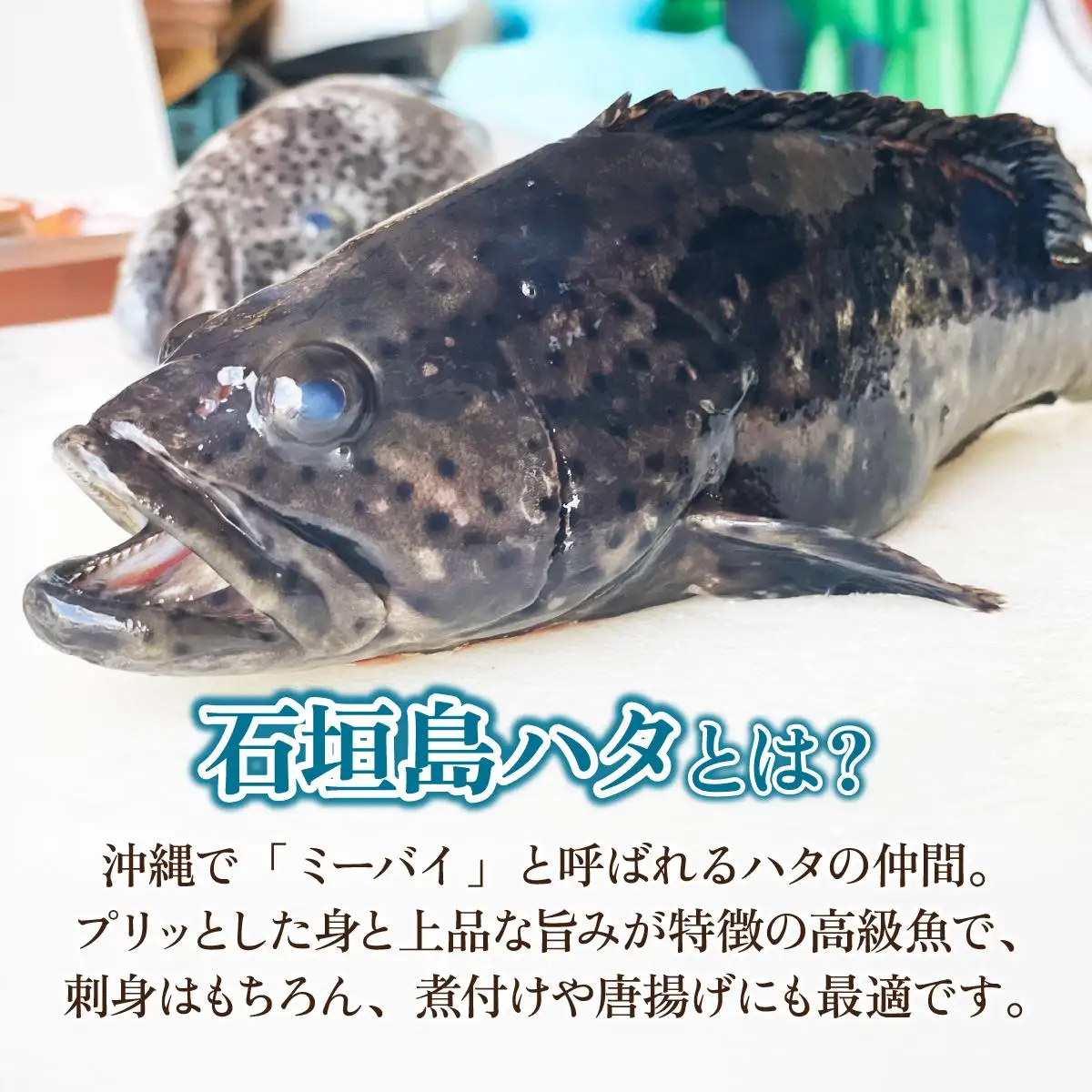 石垣島 ハタ ハーフフィーレ