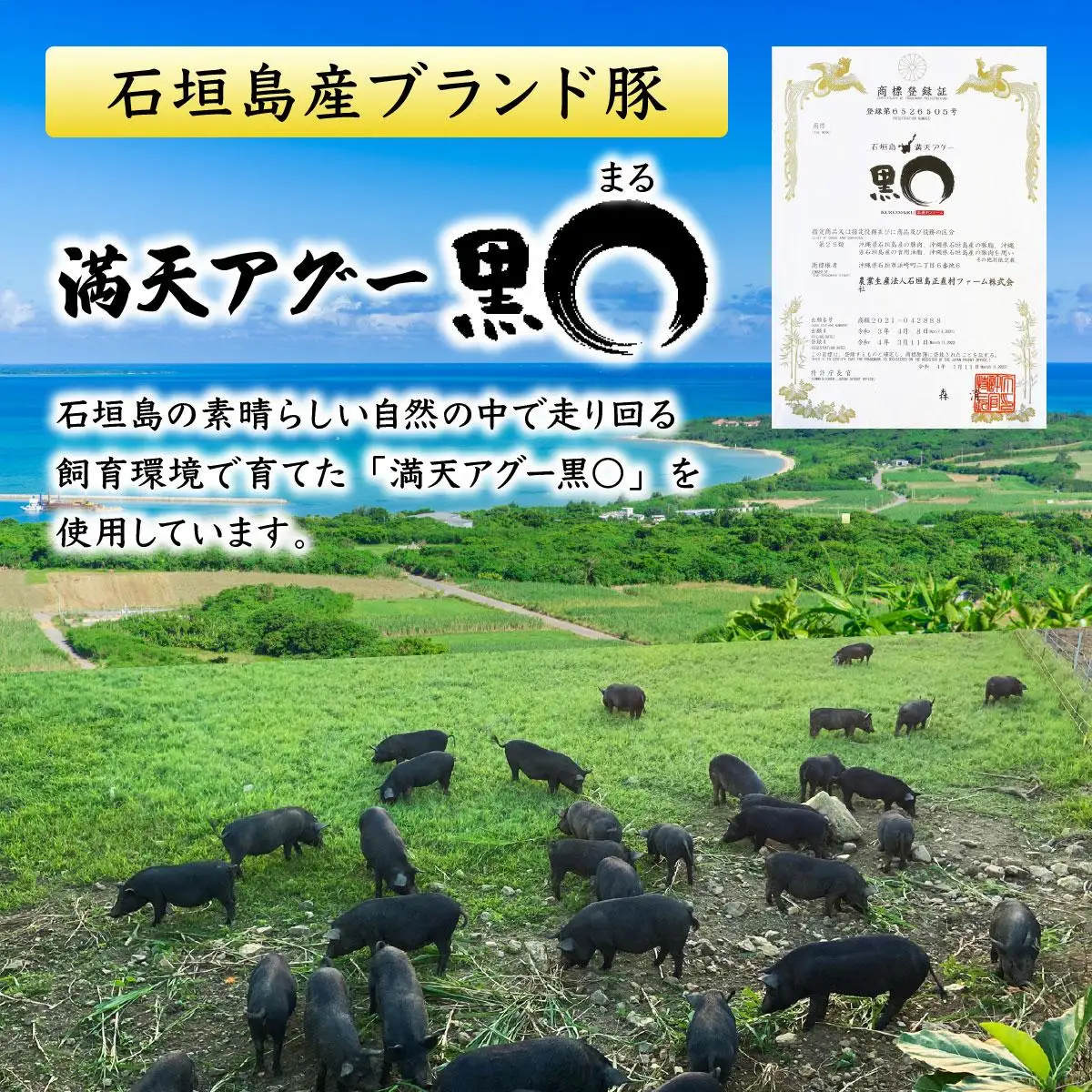 満天アグーお肉ゴロゴロカレー230g×3袋 SM-01