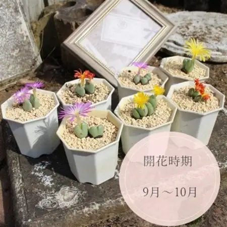 多肉植物6種類コノフィツムセット【配送不可地域：離島】【1663272】
