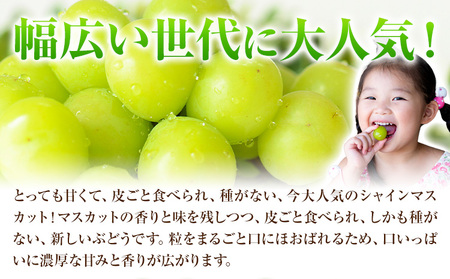 【2026年発送先行予約】ご家庭用 岡山県産 シャインマスカット 1.2kg 2房 3房 晴れの国おかやま館 《2026年9月上旬-10月上旬頃出荷》岡山県 矢掛町 葡萄 マスカット 果物 スイーツ フルーツ デザート【配送不可地域あり】（離島）