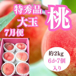 【2026年度先行予約】【定期便3回】夏の美味しい果物