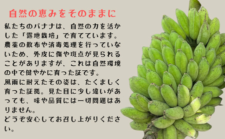 バナナ【2026年発送】宜野座村産 有機JAS認証のアップルバナナ 約2kg 