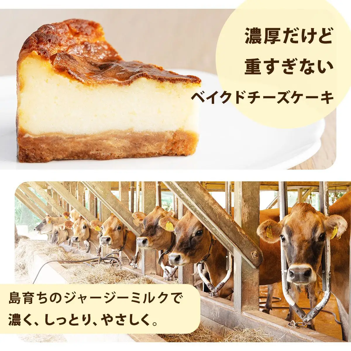 ジャージーミルクのベイクドチーズケーキ  F-4