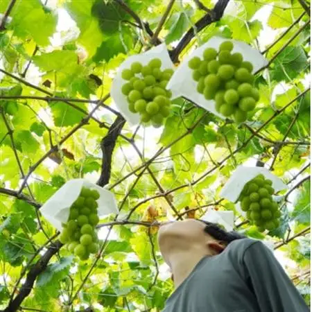 　2026年発送　山梨県山梨市　安心のクール便発送　シャインマスカット 1.3kg 　2房【配送不可地域：離島・沖縄県】【1671620】