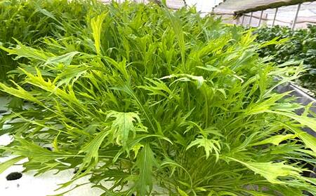 サラダや鍋に！水耕栽培の水菜 1kg F6U-281