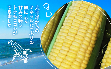 ≪先行予約≫ 令和8年産（2026年収穫）黄色とうもろこし 28本 直売所で大人気！ 愛知県 豊橋市 夏野菜 野菜 ミネラルたっぷり 海風そだち 潮風 BBQ 家族で 大容量 豊橋 ともちゃんのやさい