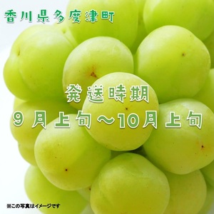 多度津町産 瀬戸ジャイアンツ　約1.2kg【令和8年9月上旬頃より発送！】【A-45】