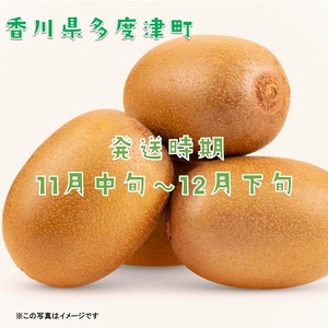 香川県オリジナルキウイフルーツ「さぬきキウイっこ®」1.3kg【予約受付中！令和8年11月上旬頃から発送】【A-46】
