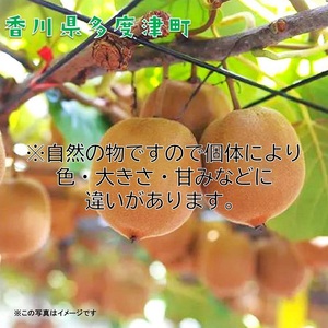 香川県オリジナルキウイフルーツ『さぬきゴールド』約3kg【予約受付中！令和8年10月中旬頃から発送】【B-17】