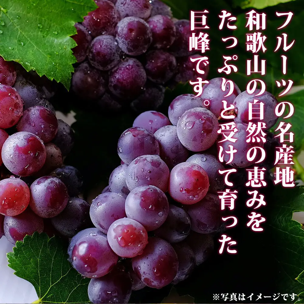 定期便 8・9月発送 紀州有田産旬のフルーツセット（種なし巨峰×2房（約800g〜1kg）・梨×3玉 化粧箱入）